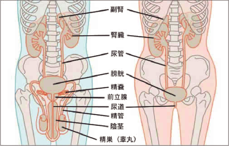 泌尿器科で扱う臓器と臓器の役割